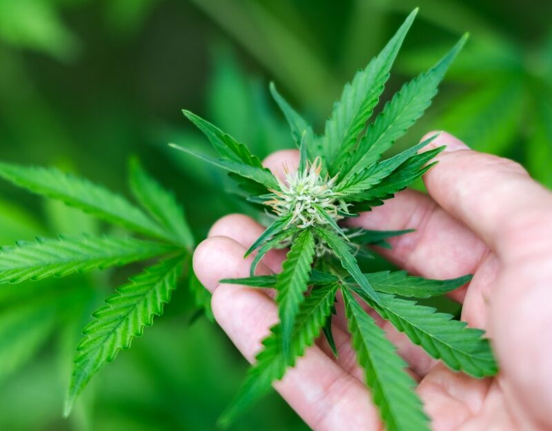 Medical Cannabis in NSW Workers Compensation: What You Need to Know