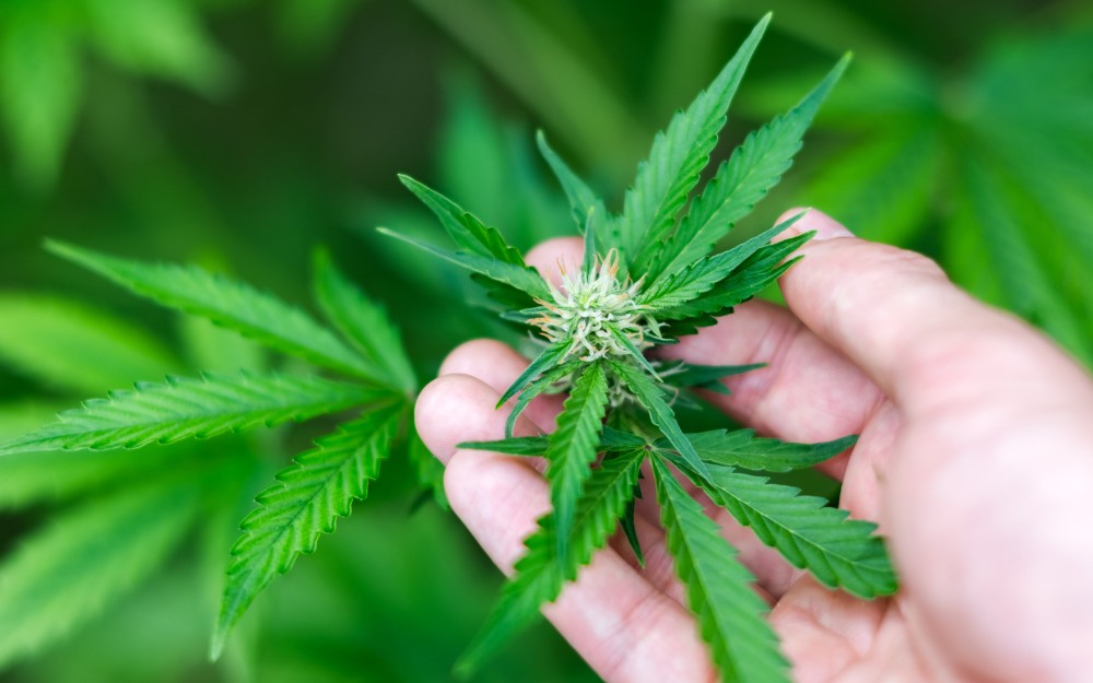 Medical Cannabis in NSW Workers Compensation: What You Need to Know