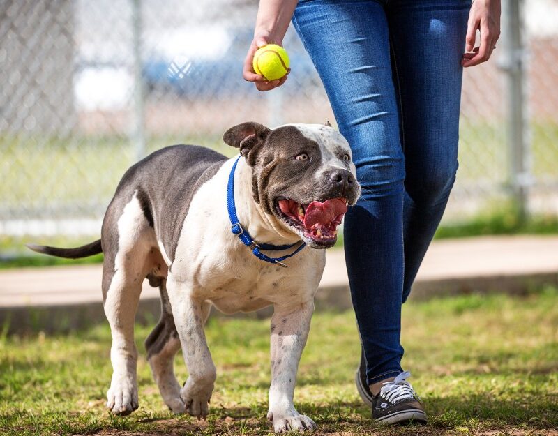 Dog walking at the park, owner aware of dog bite claims
