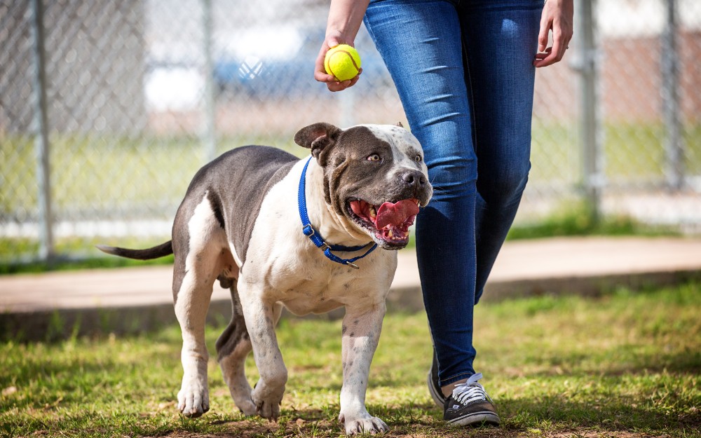 Dog walking at the park, owner aware of dog bite claims